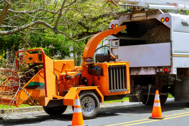 Best Leaf Removal  in Beacon Hill, WA